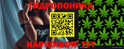 шишки Будённовск